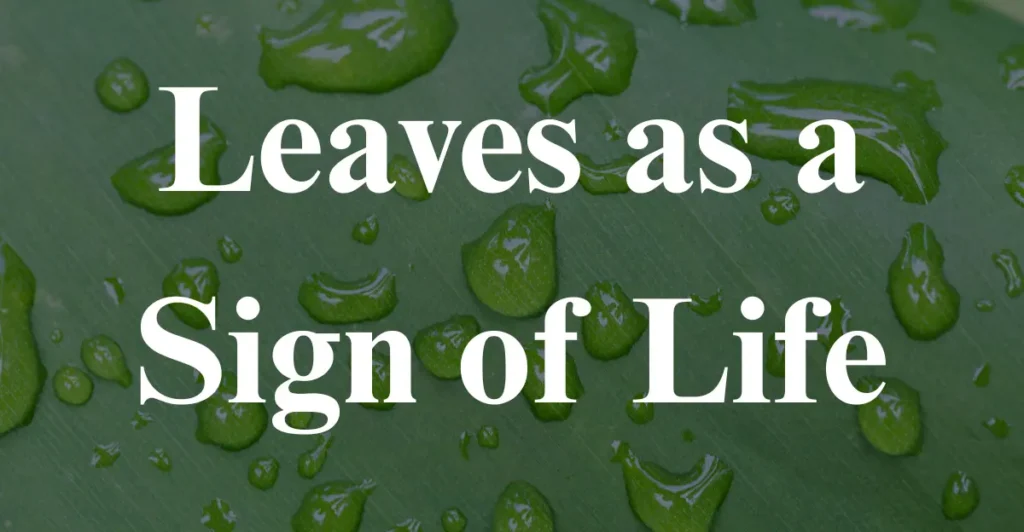 Leaves as a Sign of Life
